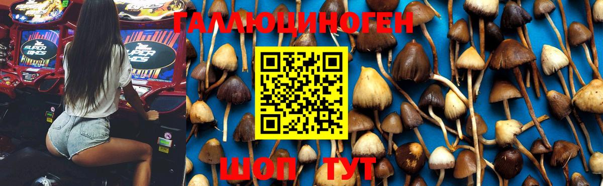 Галлюциногенные грибы Cubensis  Галлюциногенные грибы Psilocybine cubensis  Вход с VPN  Биробиджан 